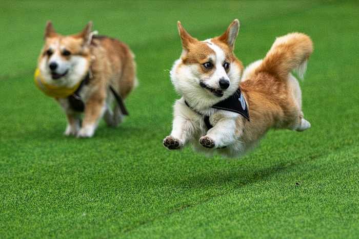 Greater than 100 groups complete in Lithuania’s worldwide Corgi race