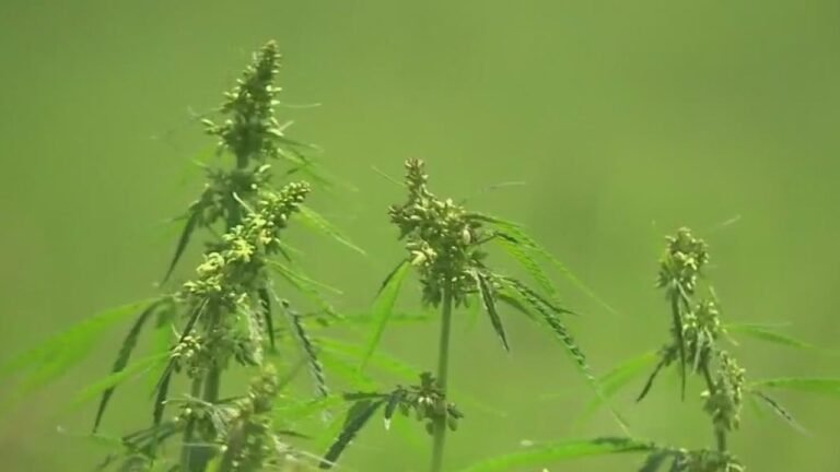New emergency situation policies for hemp items having THC